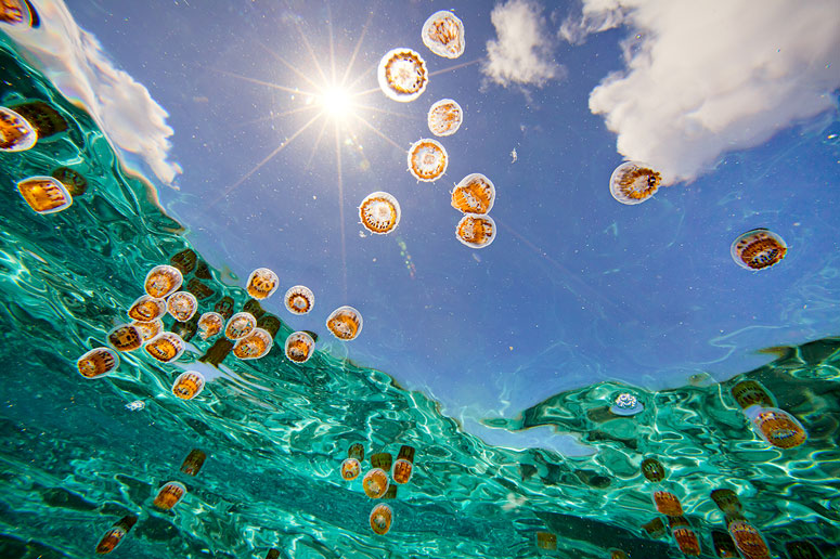 Jellyfish in Flight - Floris van Breugel